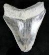 Serrated Bone Valley Megalodon Tooth #21558-1